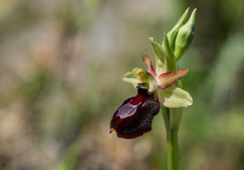 ophrys aurelia x provincialis ophrys aurelia x provincialis