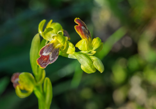 ophrys delforgei ophrys delforgei