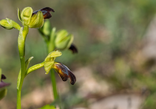 ophrys forestieri ophrys forestieri