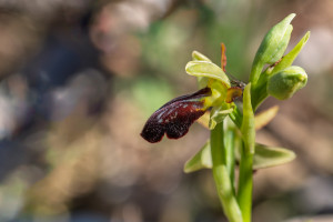ophrys forestieri x passionis 11 ophrys forestieri x passionis 11