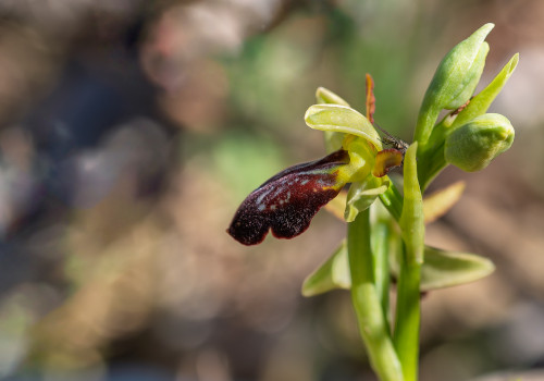 ophrys forestieri x passionis 11 ophrys forestieri x passionis 11