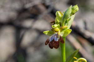 ophrys forestieri x speculum ophrys forestieri x speculum