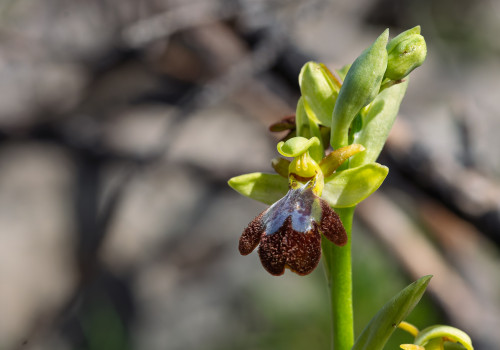 ophrys forestieri x speculum ophrys forestieri x speculum