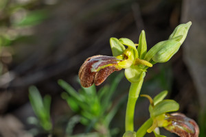 ophrys forestieri x speculum ophrys forestieri x speculum