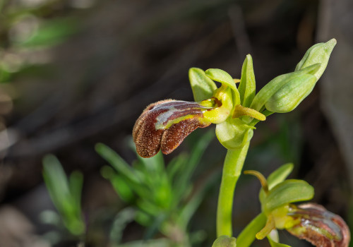 ophrys forestieri x speculum ophrys forestieri x speculum