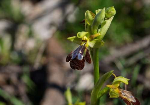 ophrys forestieri x speculum ophrys forestieri x speculum