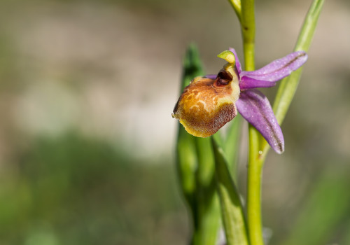 ophrys linearis ophrys linearis