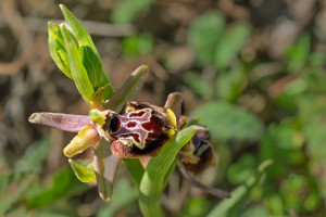 ophrys linearis x passionis ophrys linearis x passionis