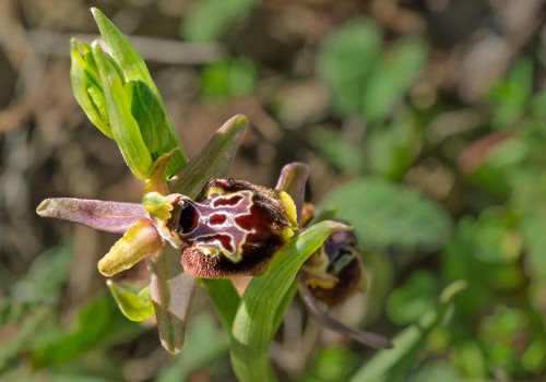 ophrys linearis x passionis ophrys linearis x passionis