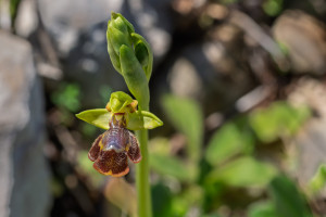 ophrys lutea x speculum 12 ophrys lutea x speculum 12