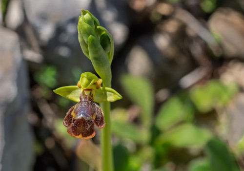 ophrys lutea x speculum 12 ophrys lutea x speculum 12