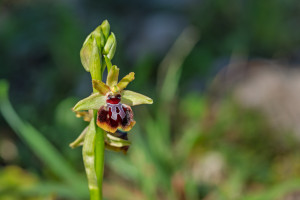 ophrys passionis x provincialis ophrys passionis x provincialis