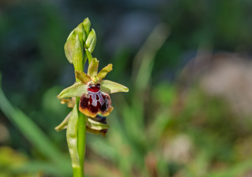 ophrys passionis x provincialis ophrys passionis x provincialis