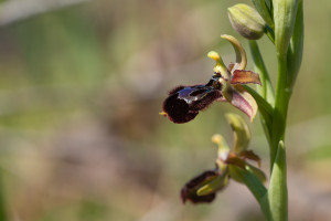 ophrys passionis x speculum ophrys passionis x speculum