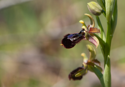 ophrys passionis x speculum ophrys passionis x speculum