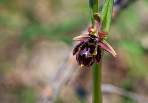 ophrys passionis x speculum ophrys passionis x speculum