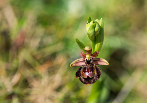 ophrys passionis x speculum ophrys passionis x speculum