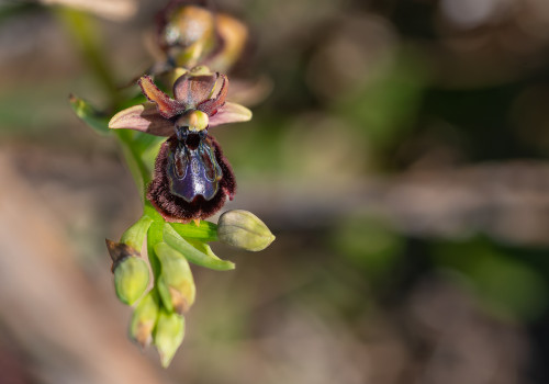 ophrys passionis x speculum ophrys passionis x speculum