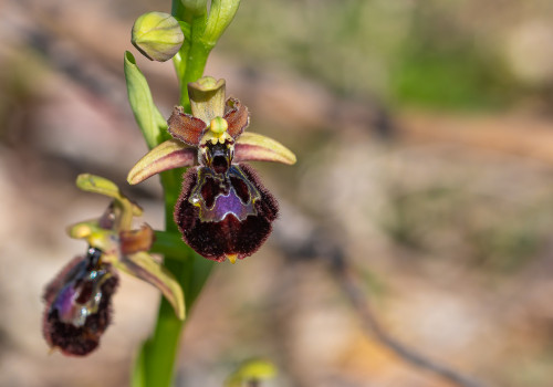 ophrys passionis x speculum ophrys passionis x speculum