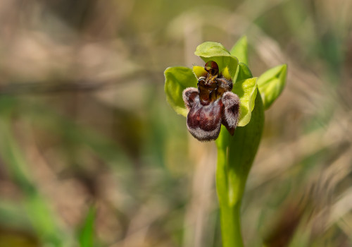 ophrys bombyliflora ophrys bombyliflora