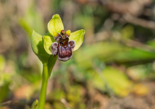 ophrys bombyliflora ophrys bombyliflora