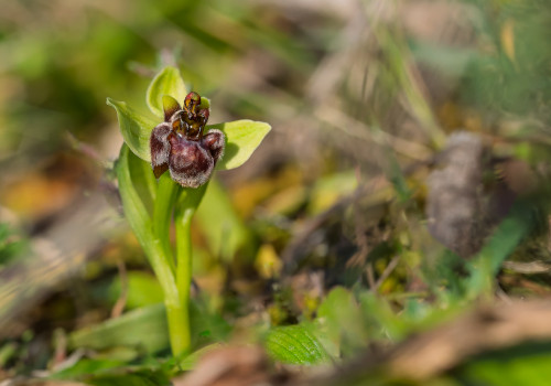 ophrys bombyliflora ophrys bombyliflora