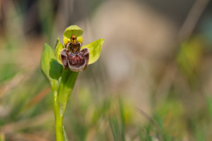 ophrys bombyliflora ophrys bombyliflora