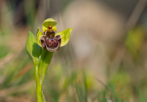 ophrys bombyliflora ophrys bombyliflora