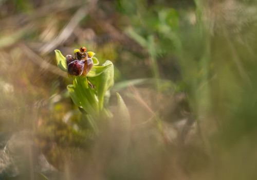 ophrys bombyliflora ophrys bombyliflora