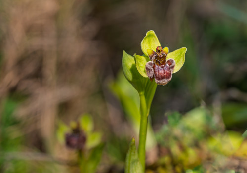 ophrys bombyliflora ophrys bombyliflora