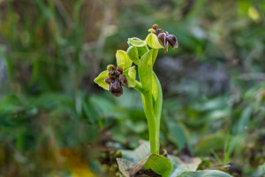 ophrys bombyliflora ophrys bombyliflora