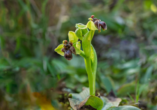 ophrys bombyliflora ophrys bombyliflora