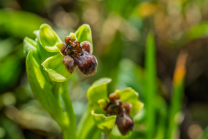 ophrys bombyliflora ophrys bombyliflora