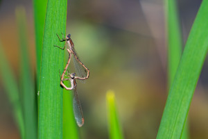 sympecma fusca le leste brun coeur copulatoire sympecma fusca le leste brun coeur copulatoire