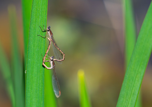 sympecma fusca  le leste brun  coeur copulatoire