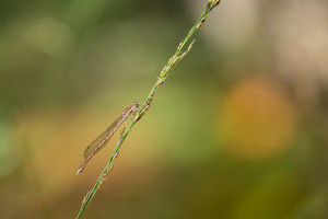 sympecma fusca le leste brun femelle sympecma fusca le leste brun femelle