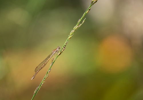sympecma fusca  le leste brun  femelle