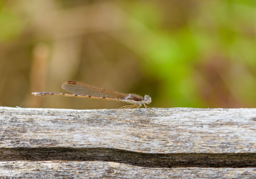 sympecma fusca  le leste brun  femelle