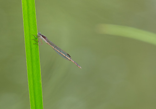 sympecma fusca  le leste brun  femelle