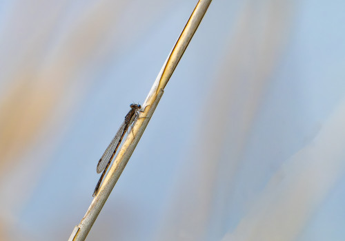 sympecma fusca  le leste brun  male