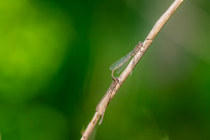 sympecma fusca le leste brun tandem sympecma fusca le leste brun tandem