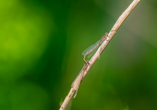 sympecma fusca  le leste brun  tandem
