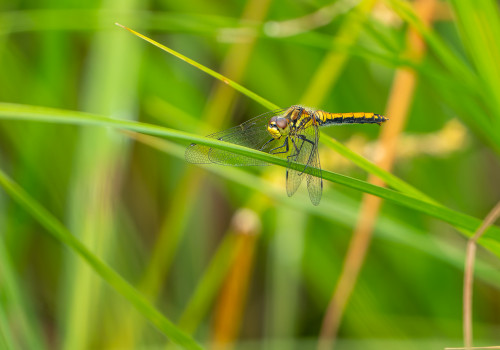 sympetrum danae   sympetrum noir femelle
