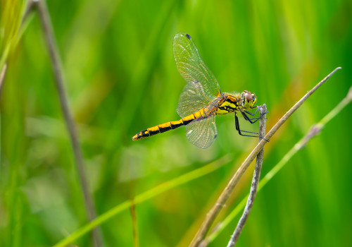 sympetrum danae   sympetrum noir femelle