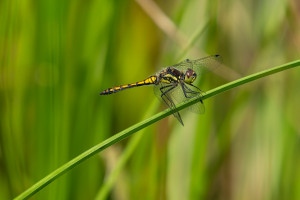 sympetrum danae sympetrum noir male sympetrum danae sympetrum noir male