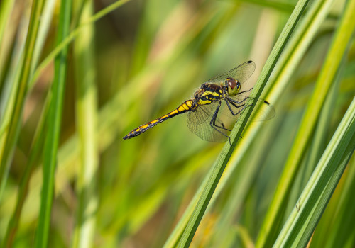 sympetrum danae   sympetrum noir male