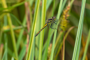 sympetrum danae sympetrum noir male sympetrum danae sympetrum noir male