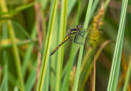 sympetrum danae   sympetrum noir male
