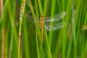 sympetrum danae sympetrum noir male sympetrum danae sympetrum noir male
