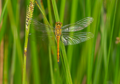 sympetrum danae   sympetrum noir male